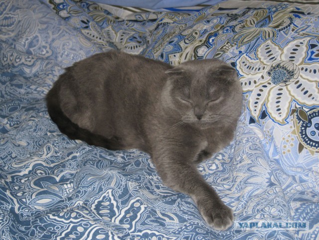 Котовторник 25.02.2014