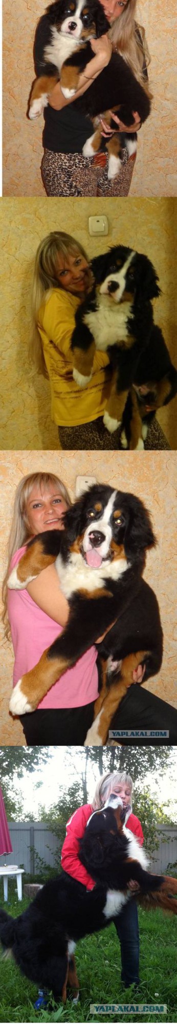 Собакочетверг (11 09 2014)