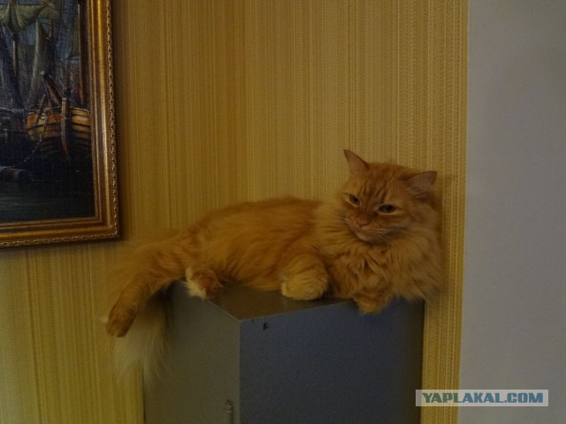 Котовторник 25.11.2014