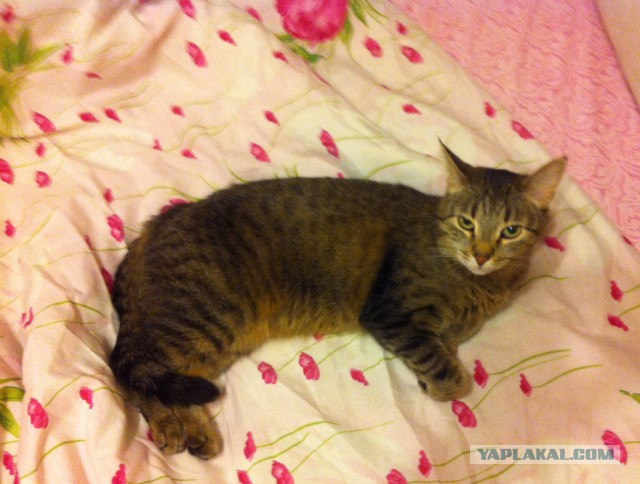 Котовторник 9.12.2014