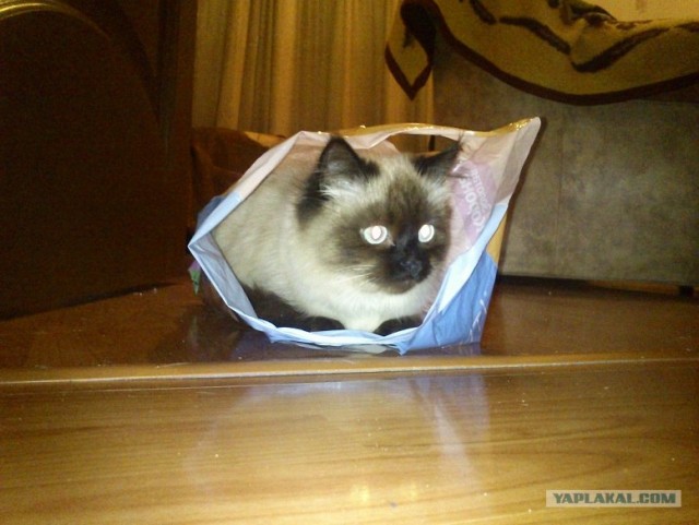 Ловушка для кошек