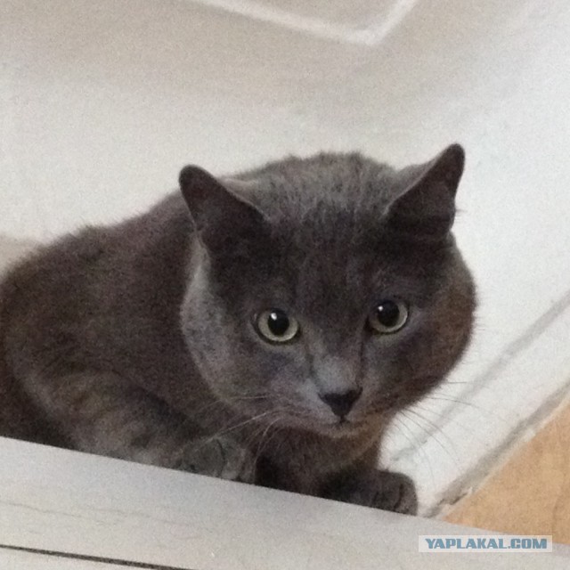 Котовторник 23.12.2014