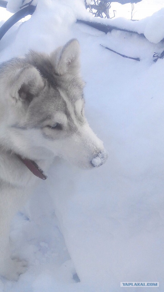 Мой хасеныш