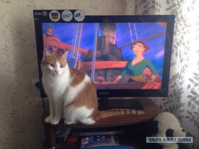 Котовторник 16.06.2015., Котовторник наступил!