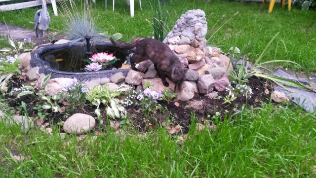 Котовторник 04.08.2015