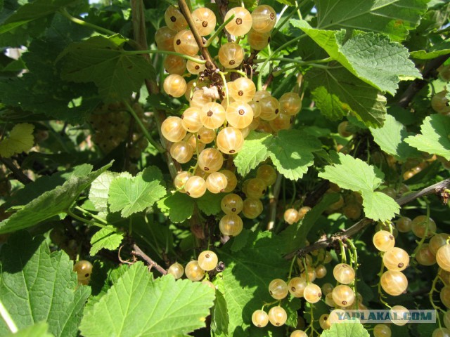 Желе из белой смородины и мармелад из красной