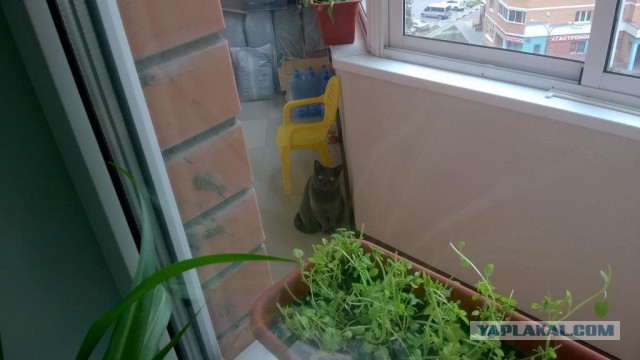 Котовторник 29-09-2015,