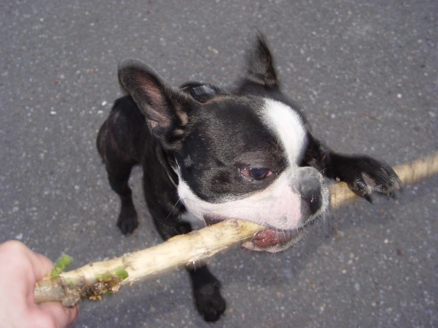 Попросил пса принести палочку