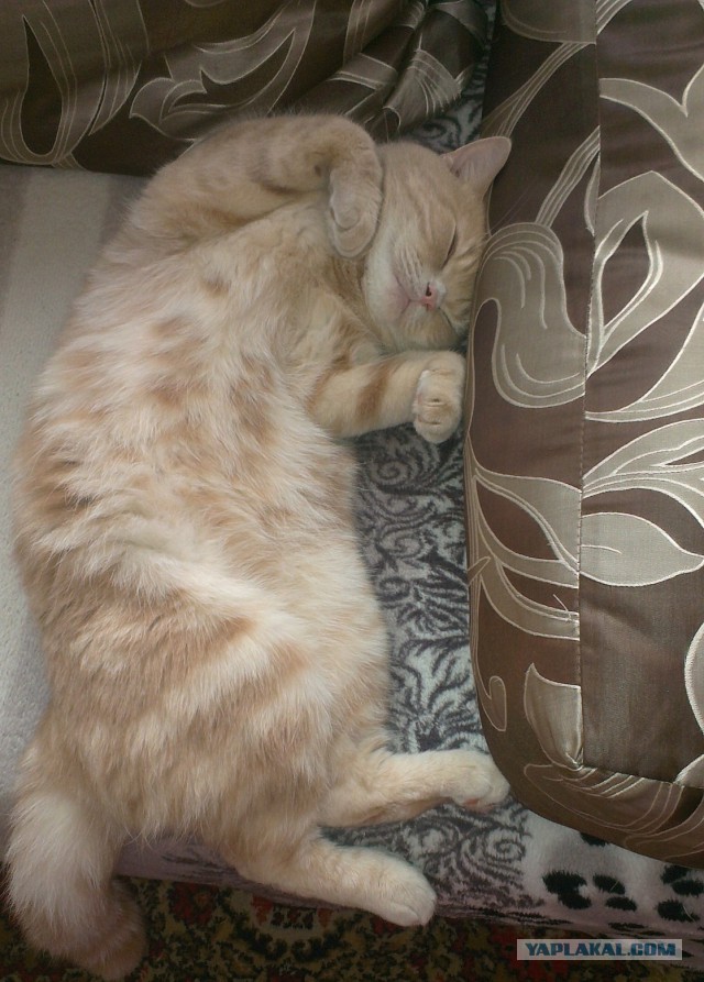 Котики