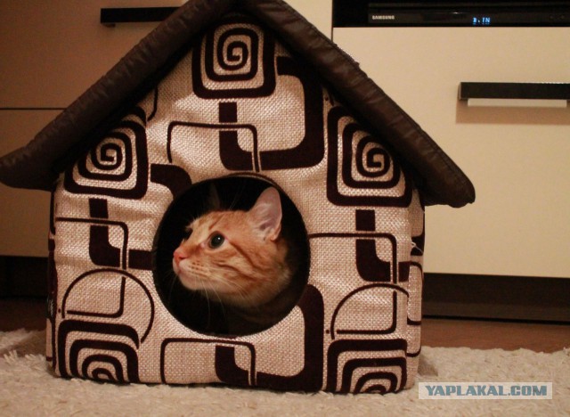 Котовторник