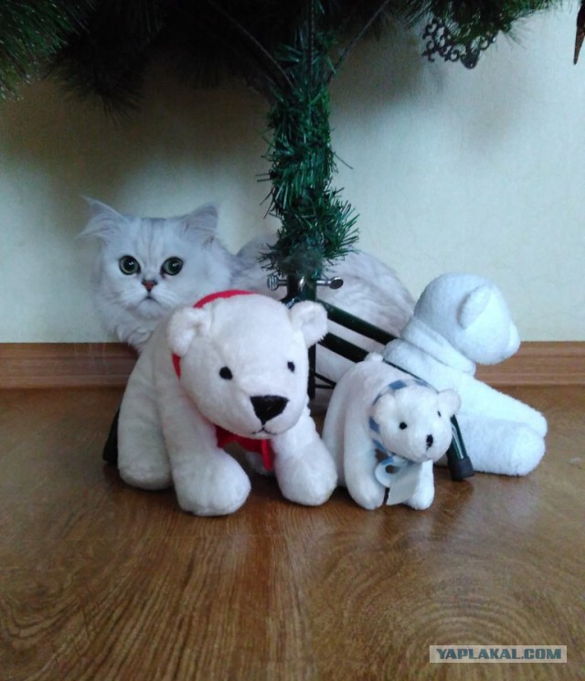 Котооо-о-о-вторник