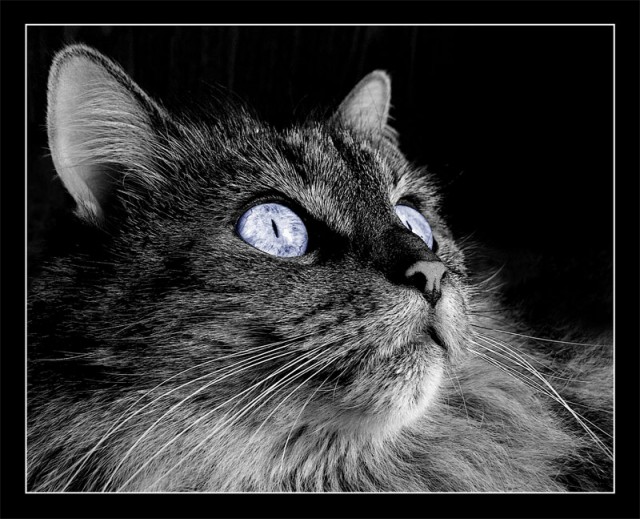 Коты, кошки, котята