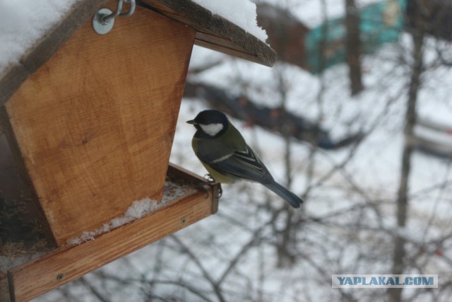 Каких птиц вы видите в городе?