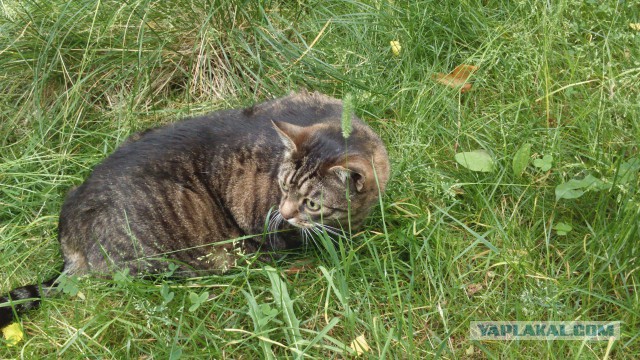 Домашние коты на природе