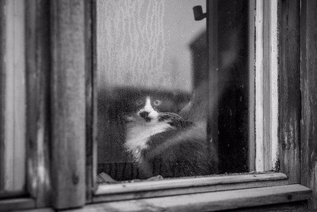Прикольные животные