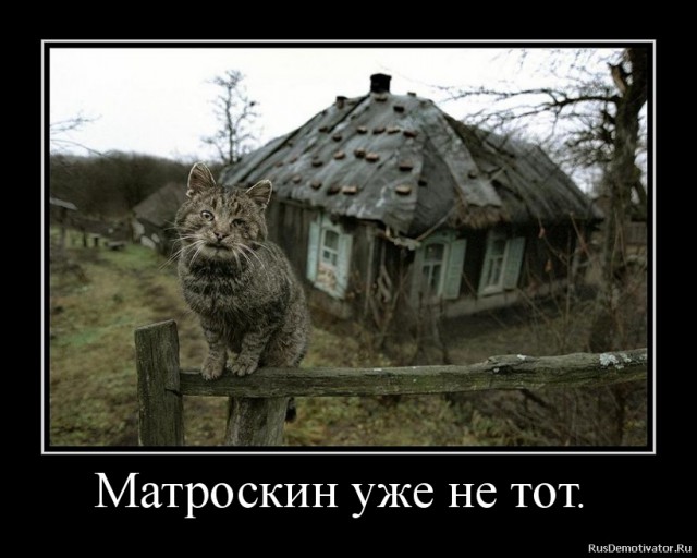 10 брутальных уличных котов