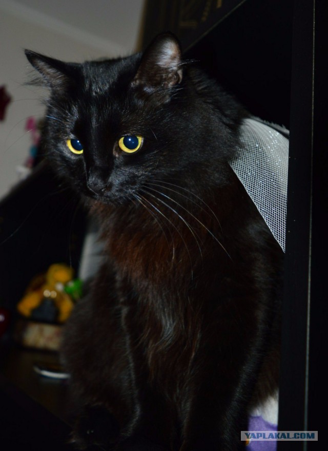 Котовторник 27.09.16