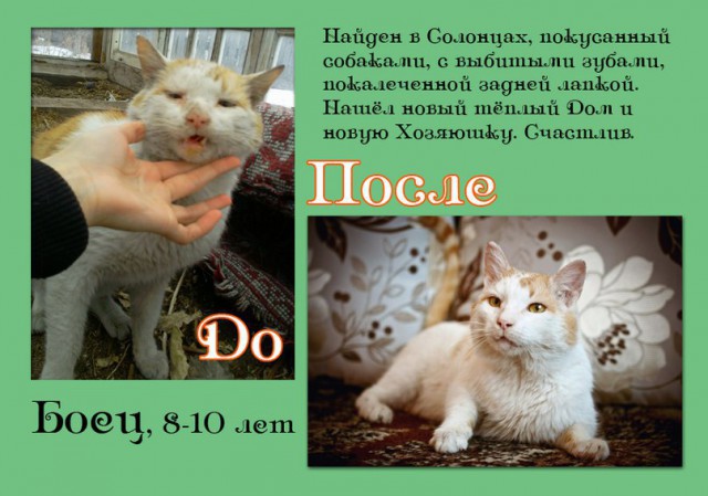 К котовторнику) До и после