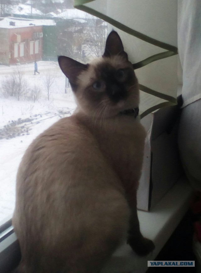 Что делать с котом