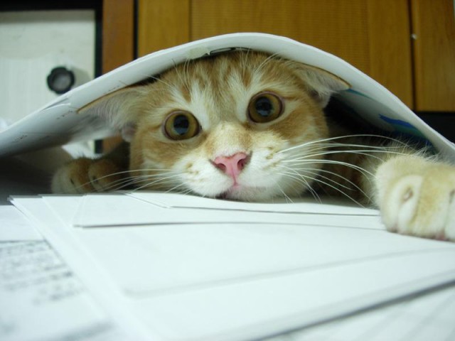 Коты и Кошки