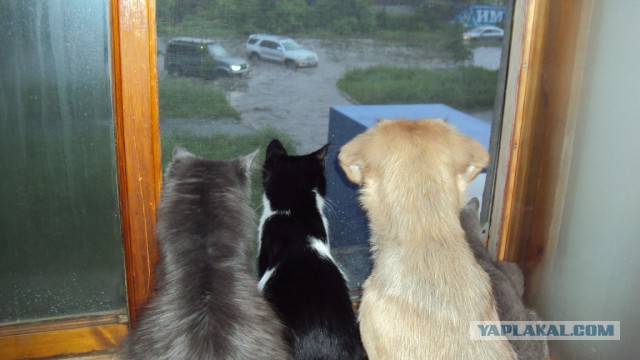 Котовторник 20.06.2017