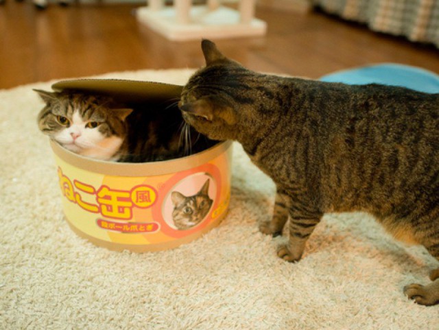 Коты и Кошки
