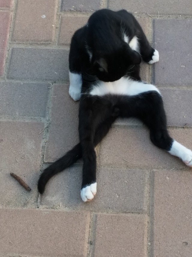 Коты и Кошки