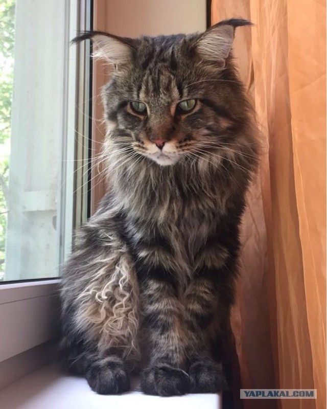 Котовторник