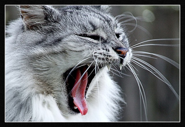 Коты и Кошки