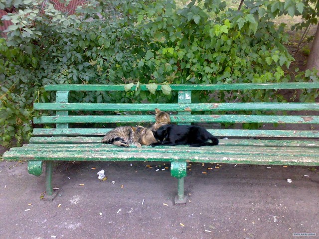 Котовторник на ЯПлакалъ