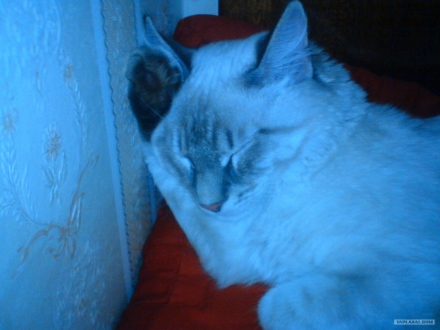 Котовторник на 1-е июня