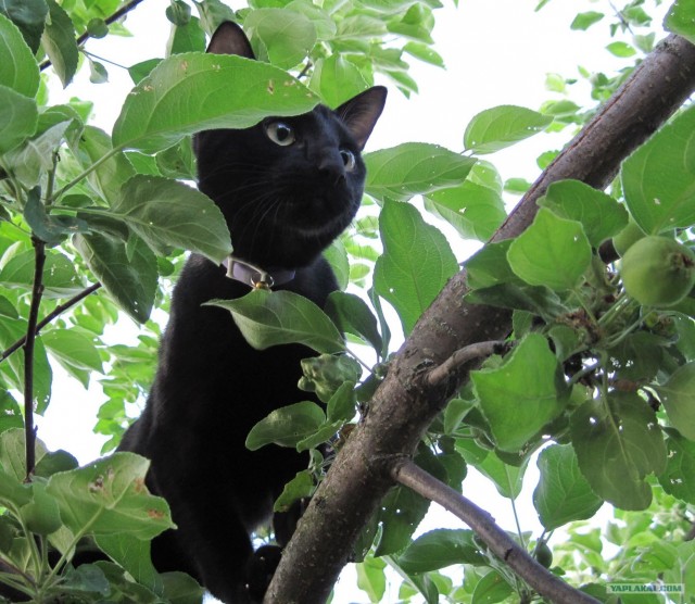 Котовторник, для любителей кошек