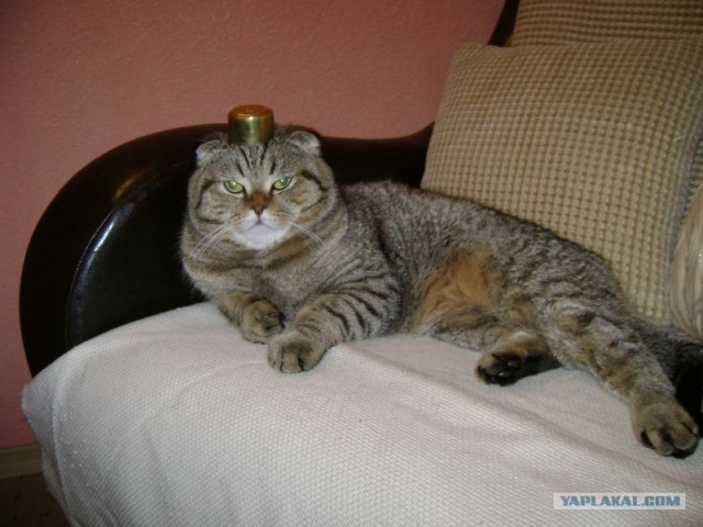 Первый котовторник октября