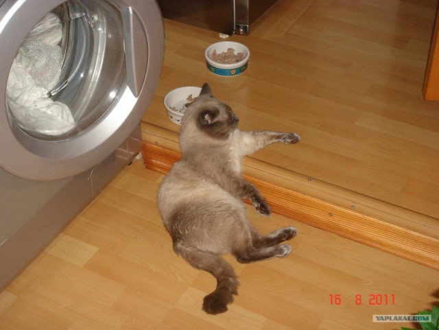 Кото-комикс