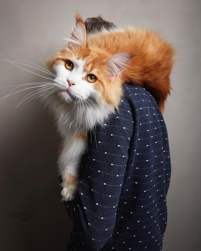 Прикольных котов пост