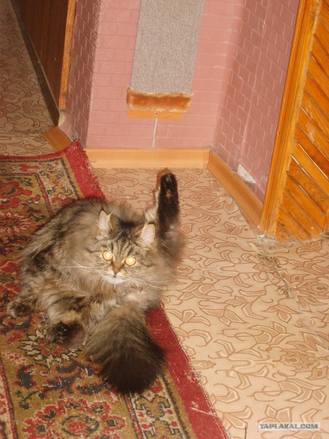 Котовторник на 26.06.12