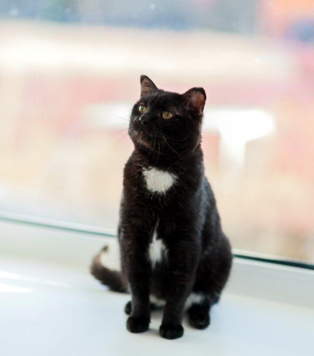 Прикольных котов пост