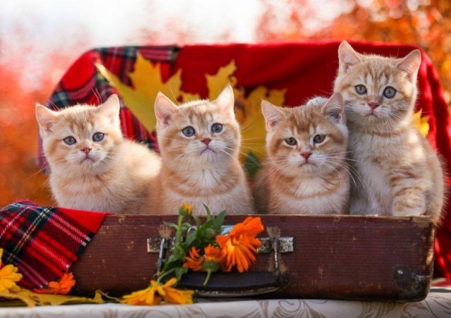 Забавные фото котеек