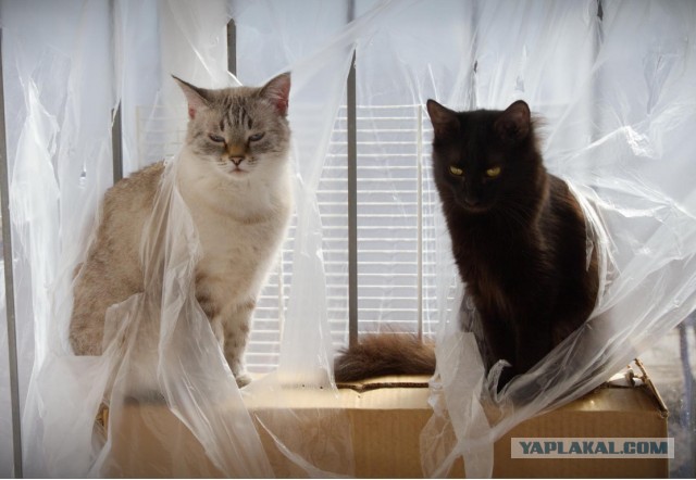 Начнем котоФторник?