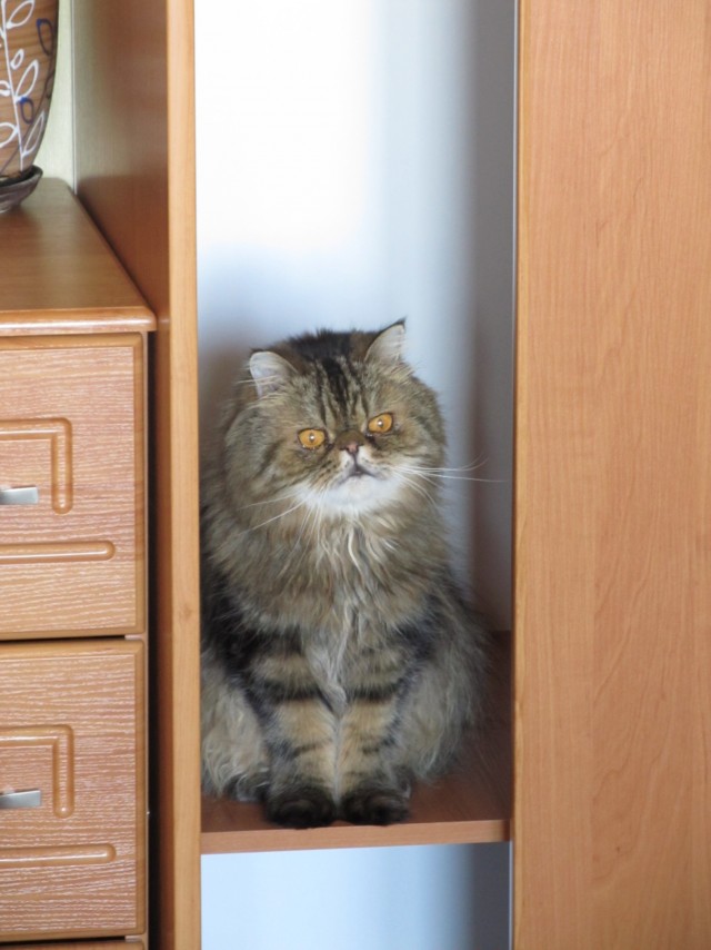 Котовторник 03.03.2020