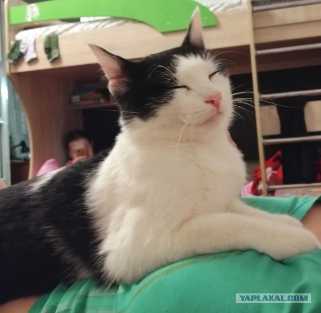 Я держался до последнего... но согласился на котенка