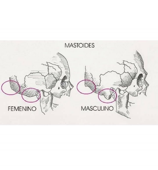 Различия мужской и женской анатомии