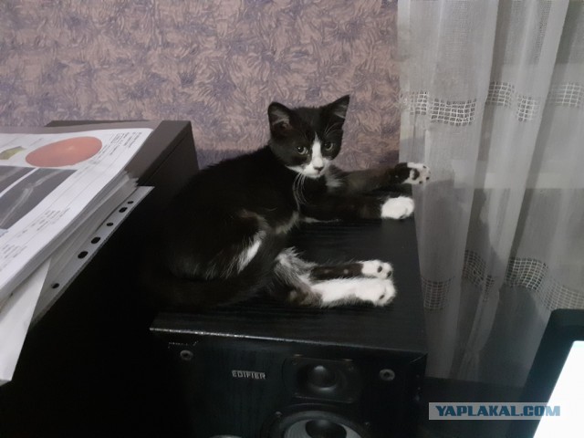 Житие одного кота. В фотографиях. Вторник же...
