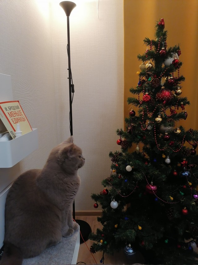 Последний котовторник 2020 года