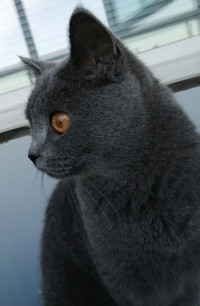 Котовторник (свои добавляем)