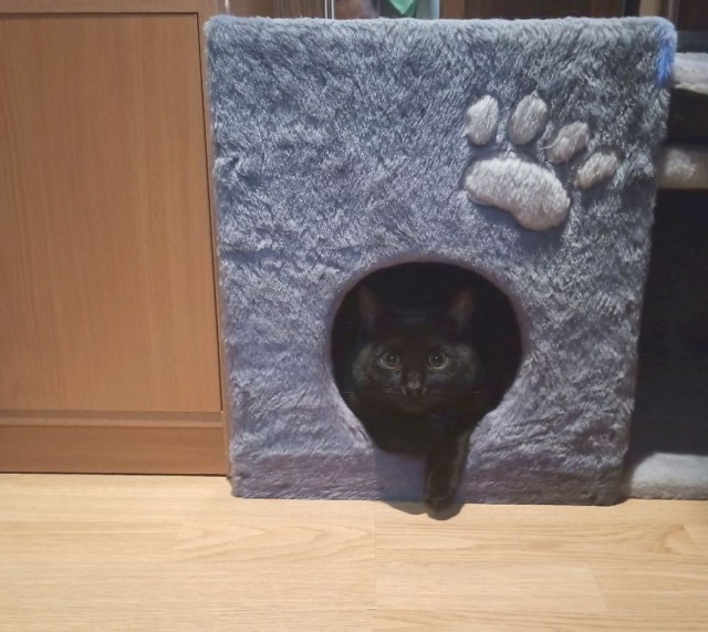 Котовторник же уже наступил?