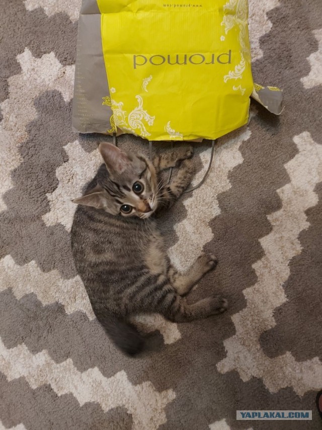 Котовторник. Февраль