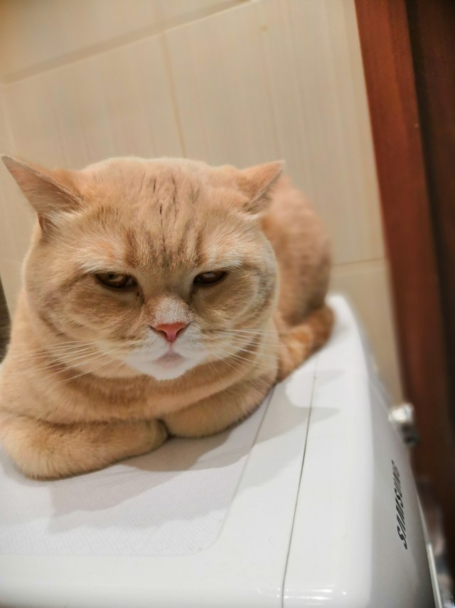 Котовторник. Картинки и буквы 08.02.22