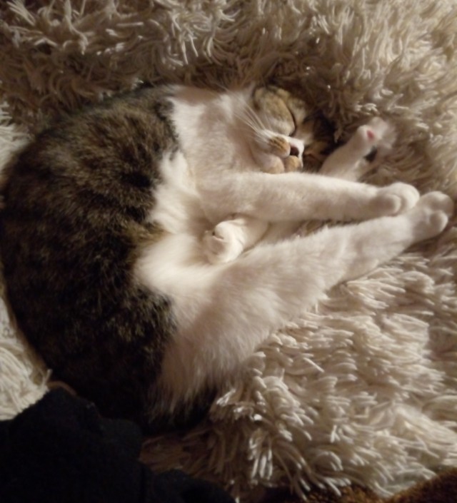 Котовторник