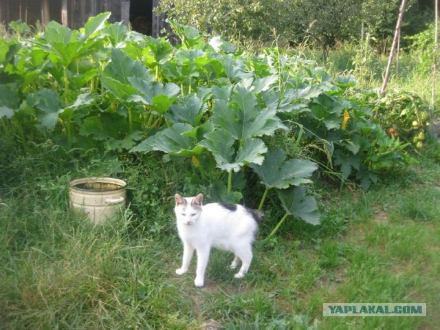 Жизнь домашнего приюта для котеек 409